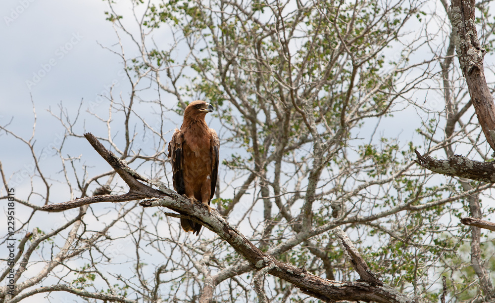 Bird of prey Bird of prey