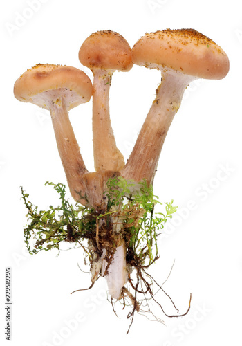 Shitake forest tree mushrooms with roots and moss