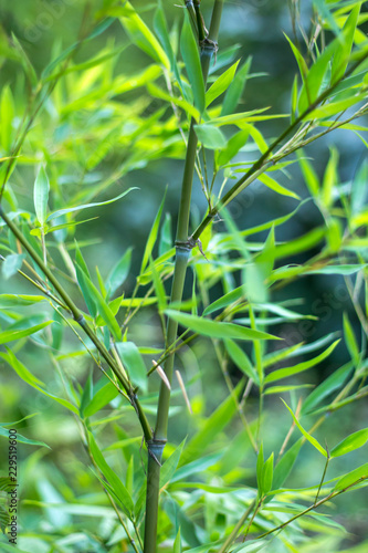 bamboo branch growing in nature