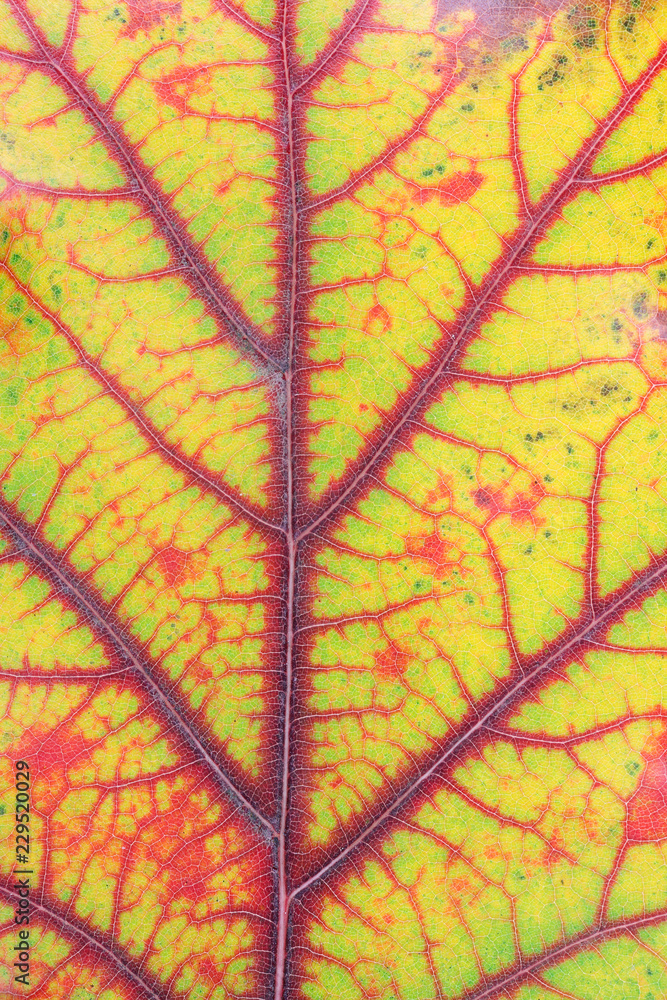 Autumn various colors - from green to red and yellow - in one oak leaf Autumn various colors - from green to red and yellow - in one oak leaf