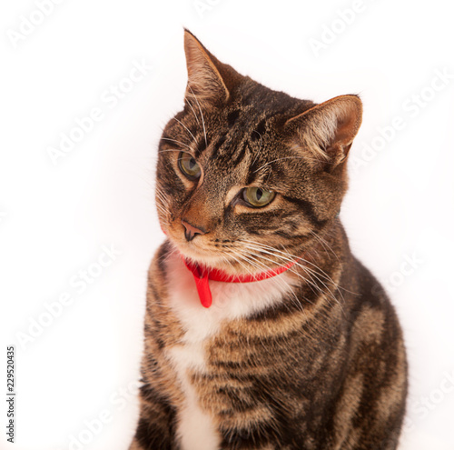 Canvastavla Tabby and white cat wearing a red bow tie and looking quizzical, against white background