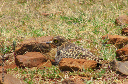 Spotted thick-knee sitting on nest