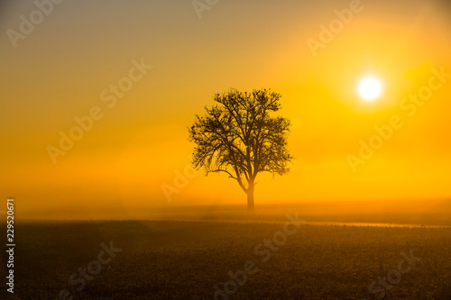 Apfelbaum mit Sonne im Nebel