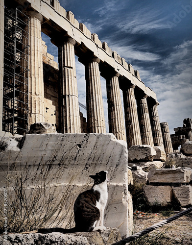 Photography The Acropolis cat