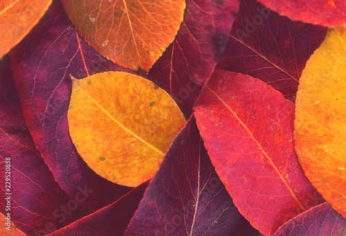 Red and yellow autumn leaves background / texture