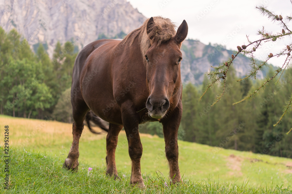 Horse in the meadow with crocuses, Dolomites, Italy