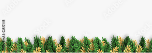 Christmas border green and golden pine branches. Isolated on white background.