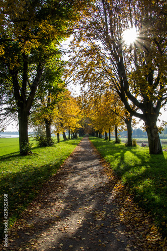 Spaziergang durch die Baumallee im Herbst © Beatrice