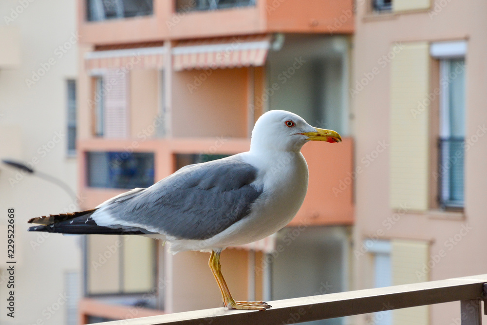 Obraz premium seagull 