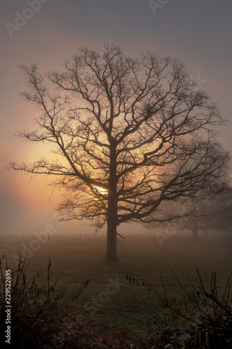 Sun rising out of mist behind large Oak Tree and field, creating a circle of yellow light