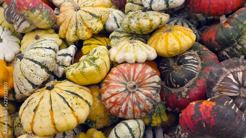 a lot of different pumpkins