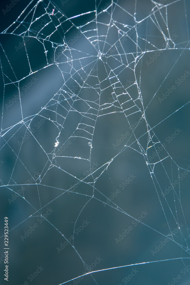 Obraz premium Pajęczyna z bliska