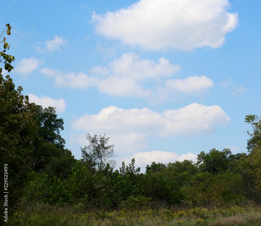 The white cloudscape over the treetops on a sunny day. The white cloudscape over the treetops on a sunny day.
