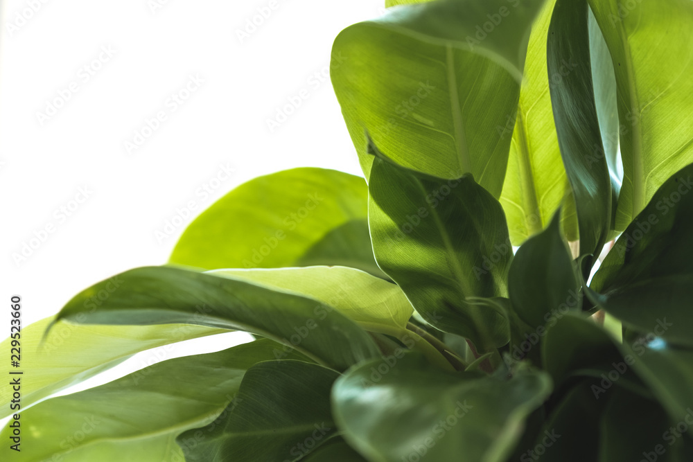 Fototapeta premium Zbliżenie obraz Epipremnum aureum pozostawia z białym tłem