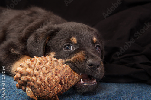 Fototapeta Naklejka Na Ścianę i Meble -  Rottweiler puppy chewing a fir cone