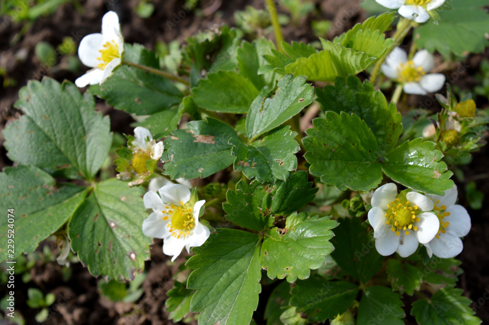 white flowers of strawberry white flowers of strawberry