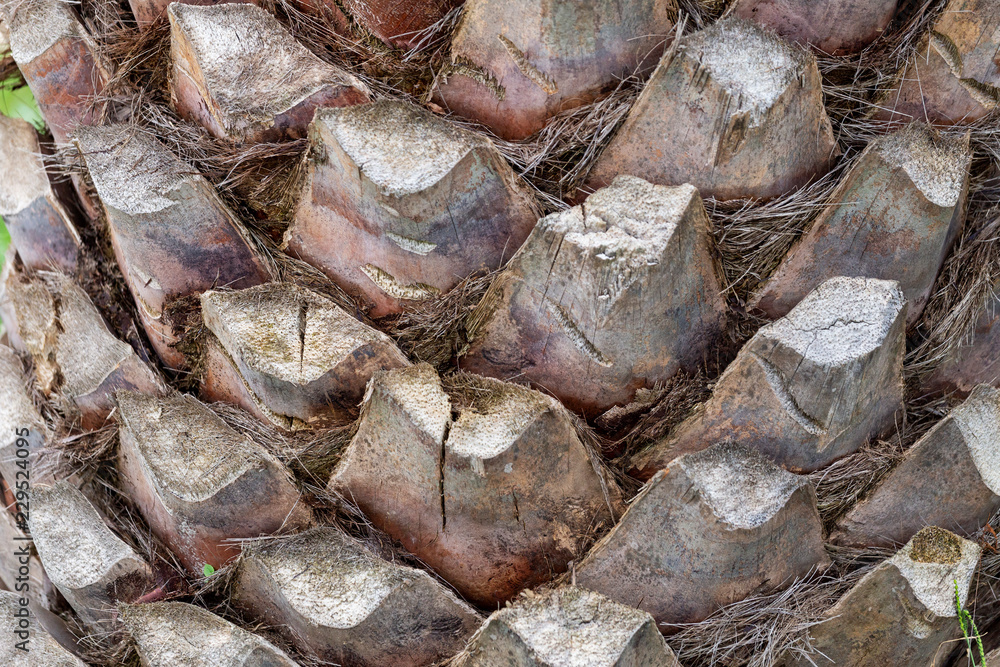 The texture of the bark of palm trees The texture of the bark of palm trees