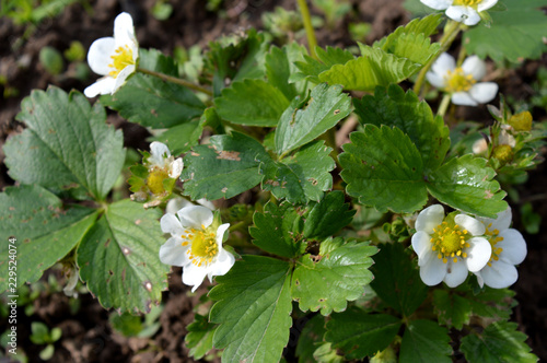 white flowers of strawberry