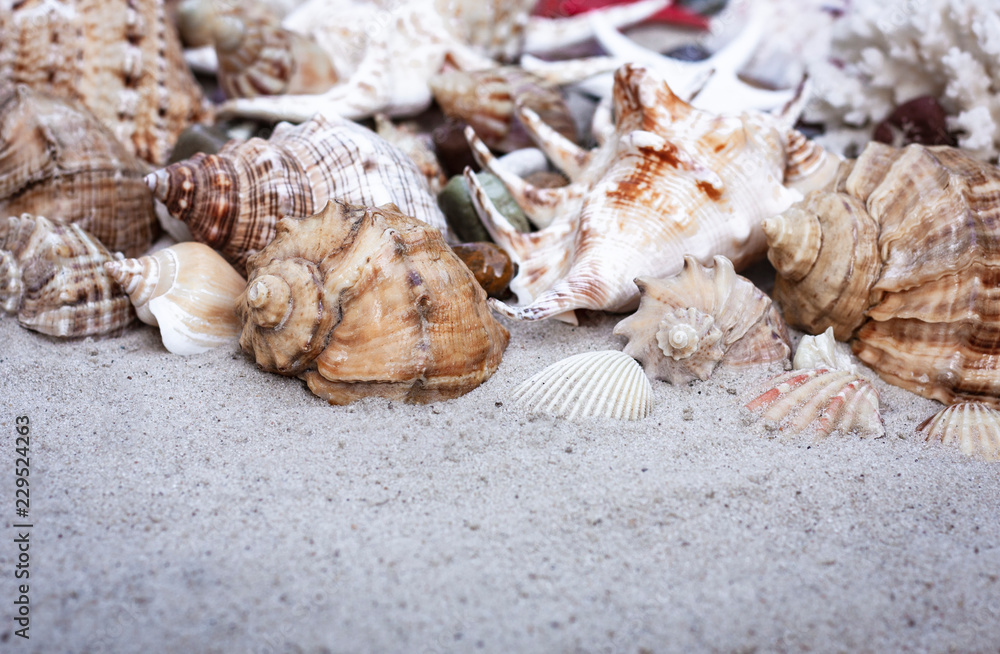 Large seashells on the sand. Summer beach background Large seashells on the sand. Summer beach background