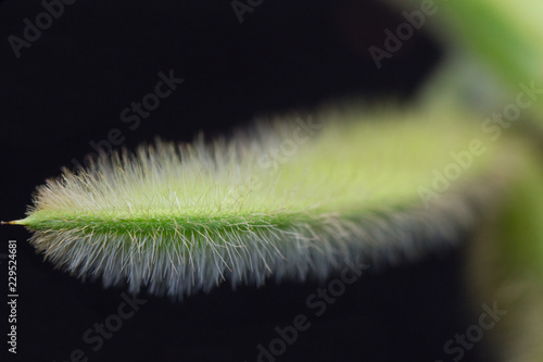 soybean pod nearing full seed R6 - on black background