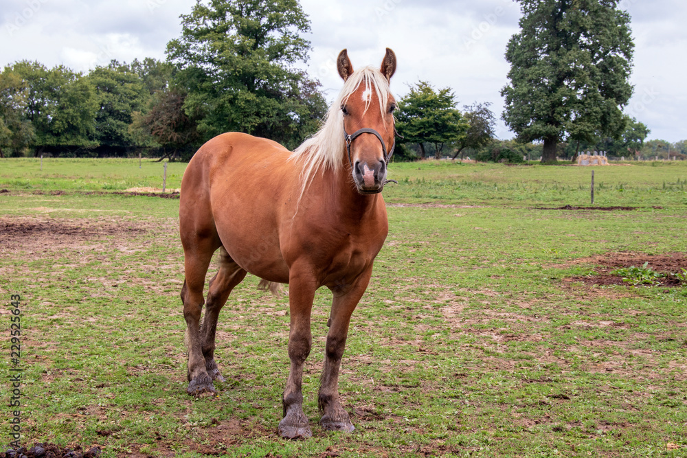 Fototapeta premium Cheval de race comtoise