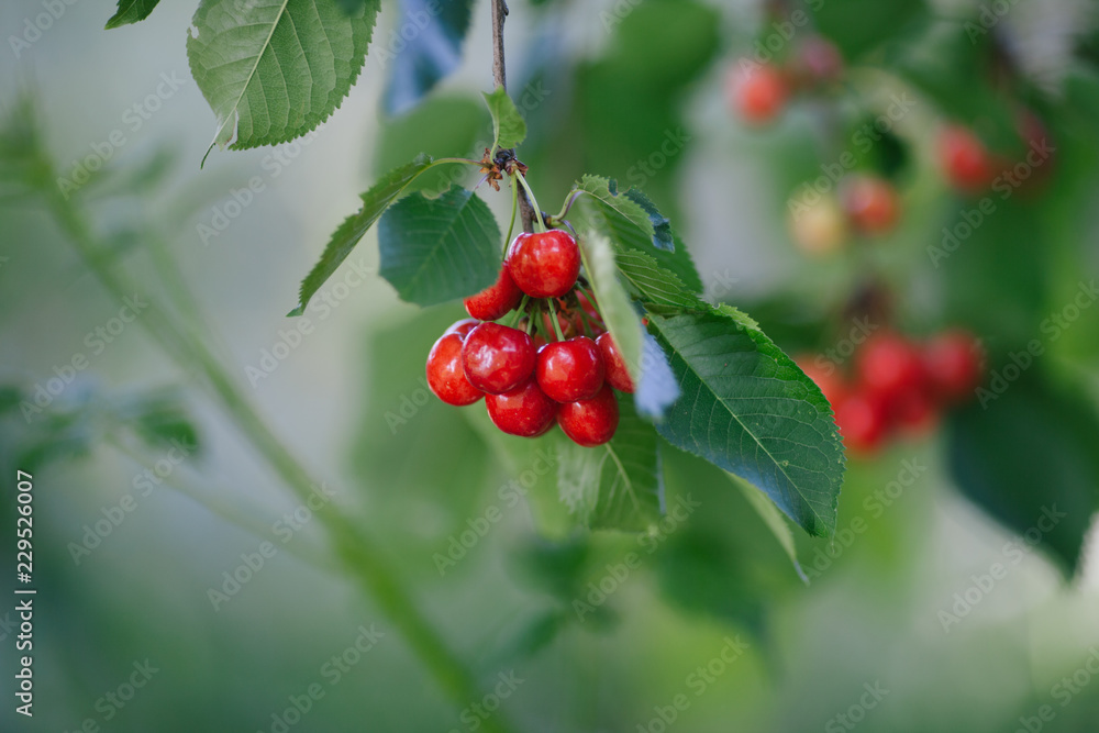 Cherries Cherries