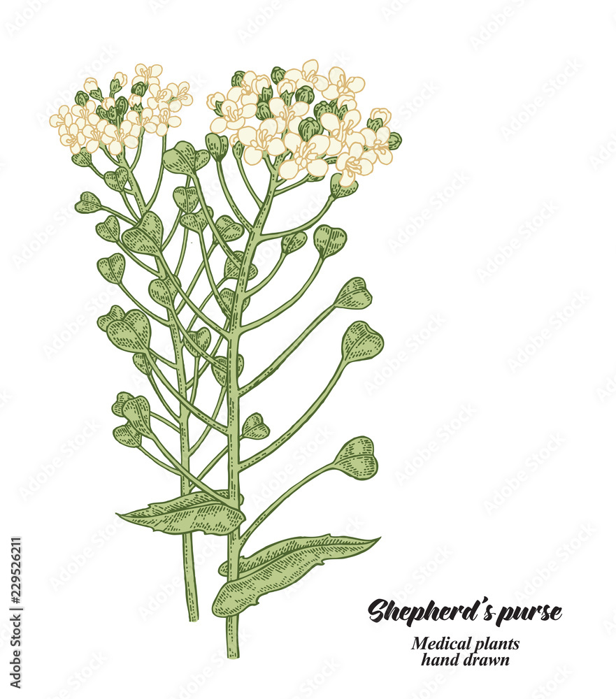 Naklejka premium Hand drawn Shepherd's purse plant isolated on white background. Medical hebs. Vector illustration.
