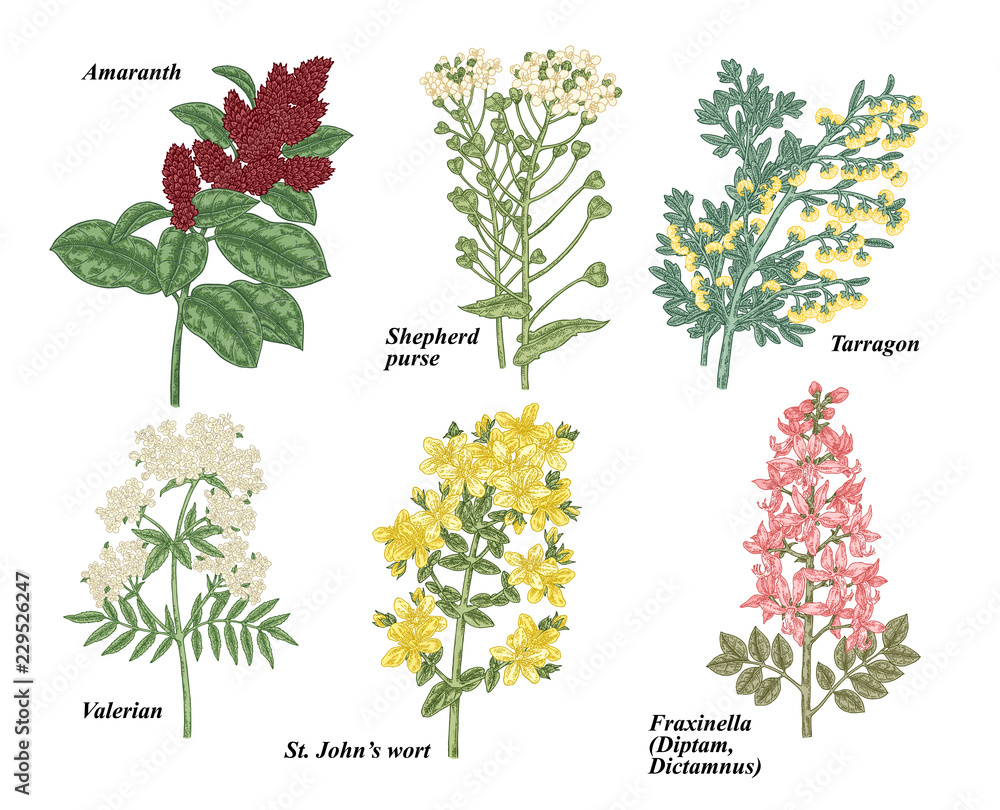 Set of medical herbs. Amaranth, Shepherd's purse, Tarragon, Valerian