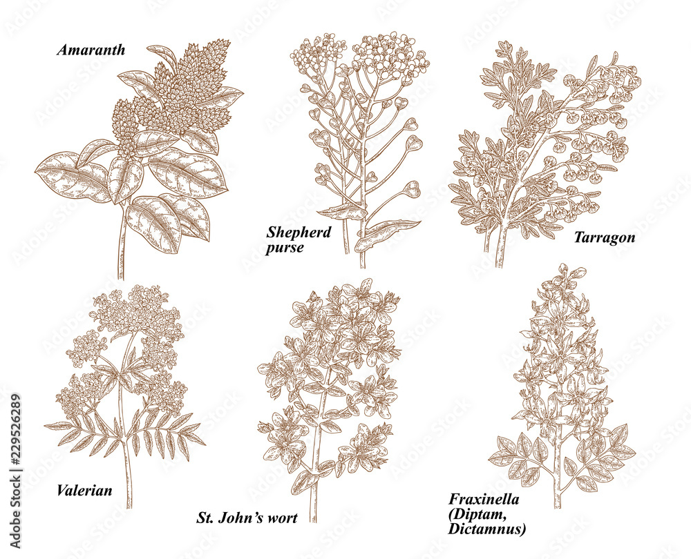Set of medical herbs. Amaranth, Shepherd's purse, Tarragon, Valerian