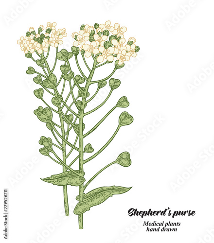 Hand drawn Shepherd's purse plant isolated on white background. Medical hebs. Vector illustration.