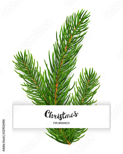 Realistic 3d fir branches composition isolated on white background
