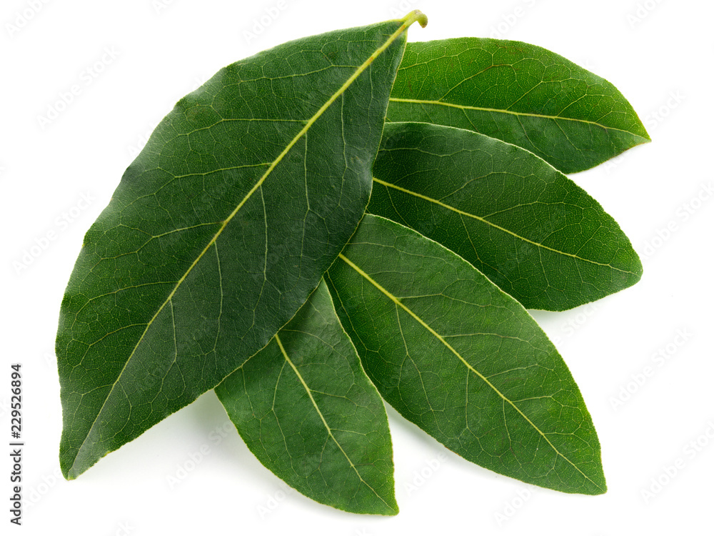 BAY LEAVES BAY LEAVES