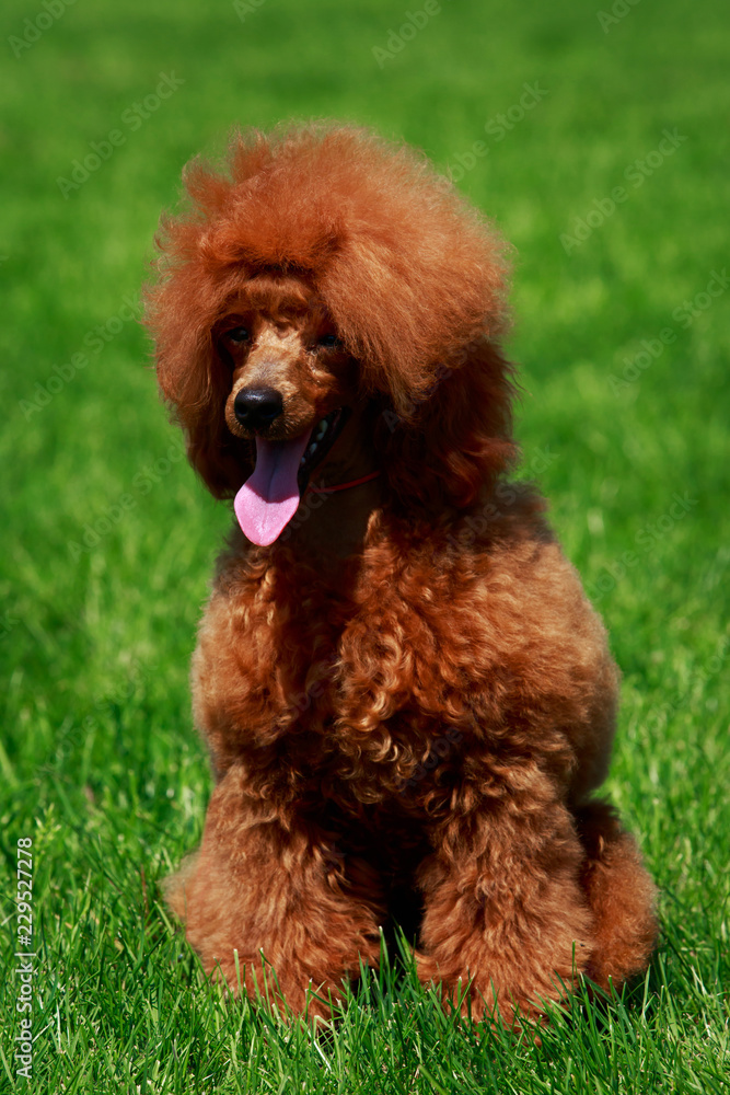Dog breed small miniature Poodle