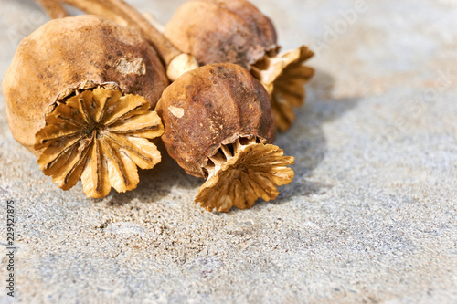 Close-up of dry orange brown poppy seed pods on a grey stone background with selective focus