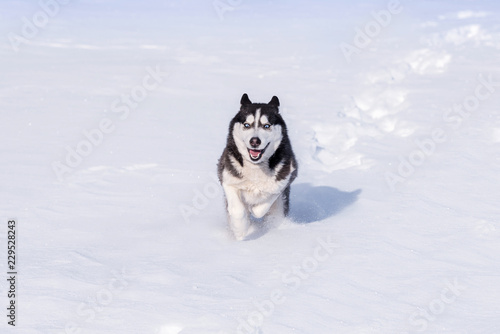 Siberian Husky conquers snowdrifts.