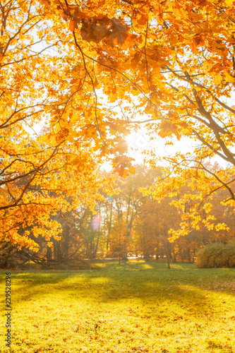 Fall  autumn  leaves background. A tree branch with autumn leaves of a maple on a blurred background. Landscape in autumn season