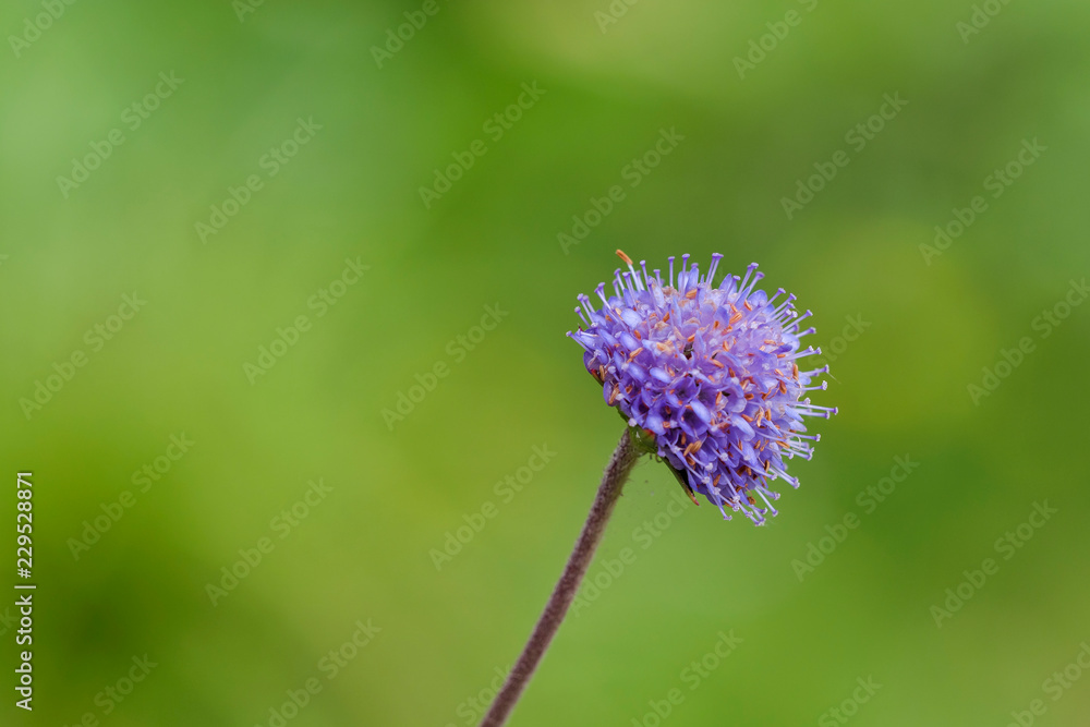 blüte farbe natur close up nature blossom color garden plant flora makro macro no people day blüte farbe natur close up nature blossom color garden plant flora makro macro no people day