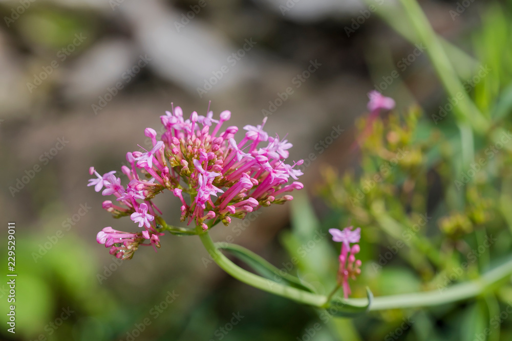 blüte farbe natur close up nature blossom color garden plant flora makro macro no people day blüte farbe natur close up nature blossom color garden plant flora makro macro no people day