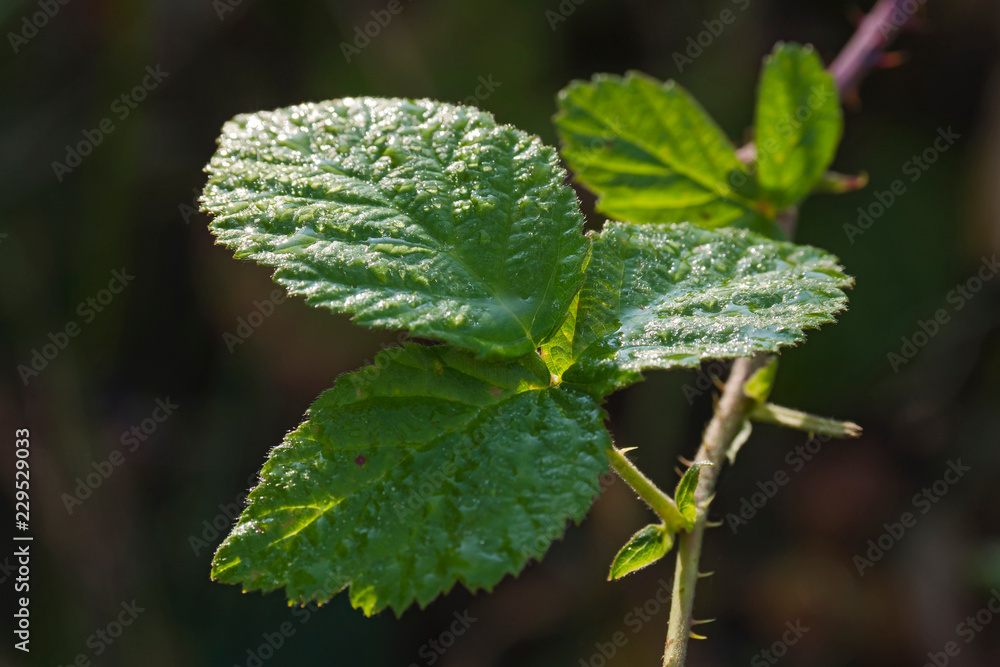 blatt tropfen drop leaf farbe natur close up nature blossom color garden plant flora makro macro no people day