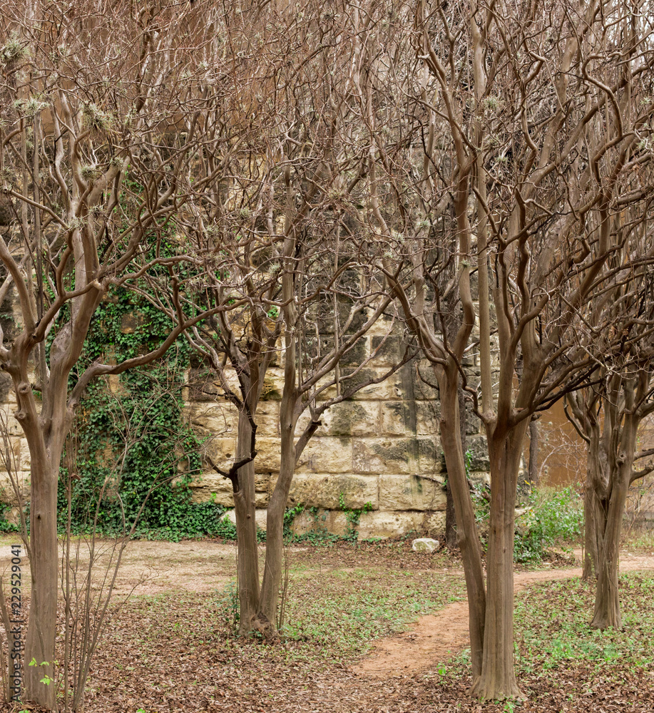 A picturesque scene of leafless crepe myrtle trees and green vines growing up a stone wall.