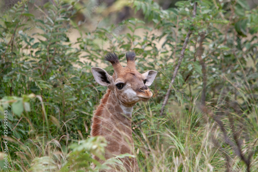 Young giraffe looking