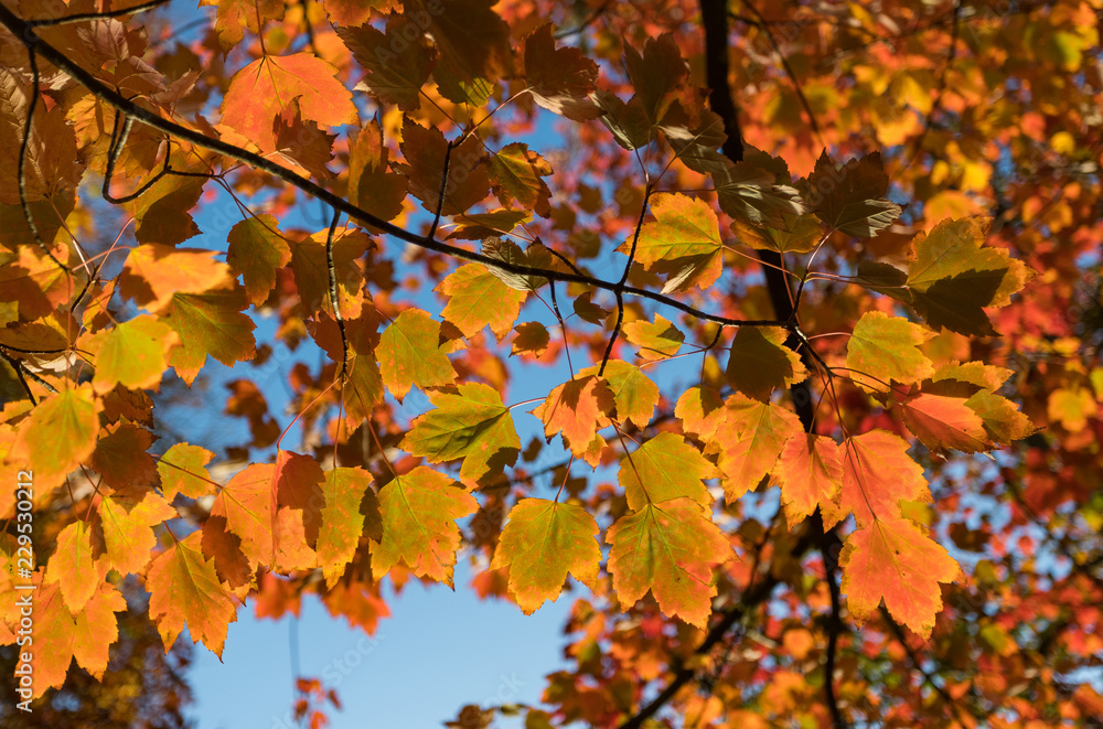 colourful vibrant autumn leaves in the morning sun colourful vibrant autumn leaves in the morning sun