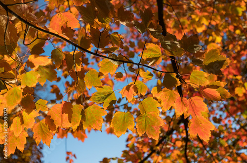 colourful vibrant autumn leaves in the morning sun