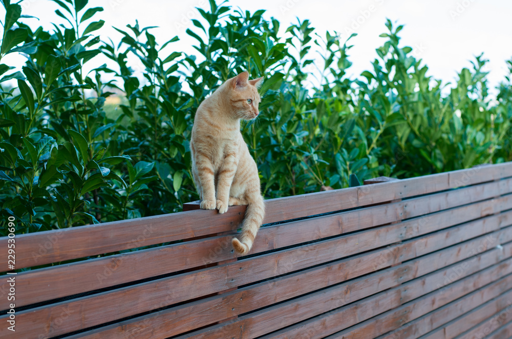 Gatto Ruggine Decorazione Da Giardino Arrugginito Spina