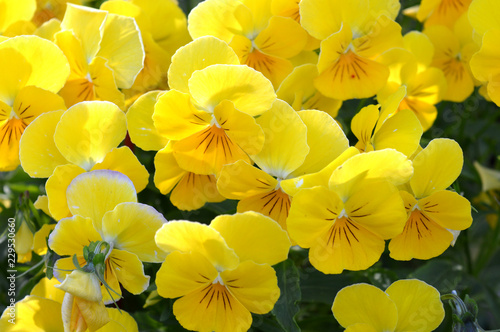 yellow flowers background
