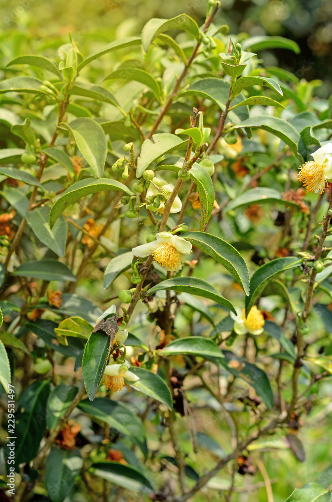 Fototapeta premium tea Flowers