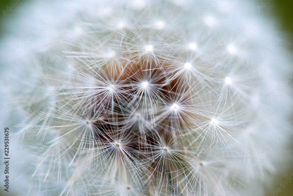 Fototapeta premium TARAXACUM, DIENTE DE LEÓN