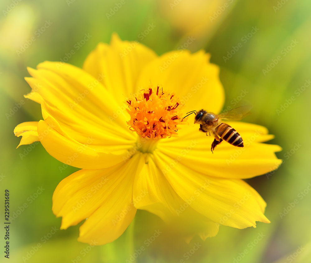 Flying Honey Bee,honeybee pollinated of yellow flower Flying Honey Bee,honeybee pollinated of yellow flower