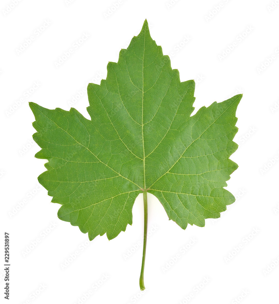 grape leaf on white background. grape leaf on white background.