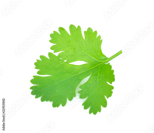 parsley isolated on white background.